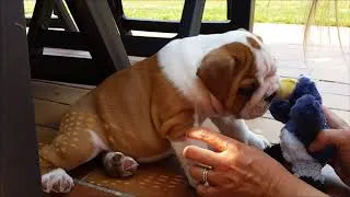 Thumbnail: English Bulldog puppy first day home