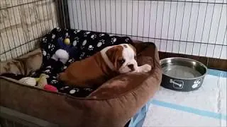 Thumbnail: English Bulldog 8 Weeks old likes his new bed