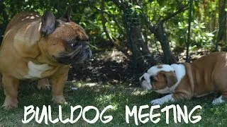 Thumbnail: English Bulldog meeting French Bulldog, first day home.