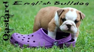 Thumbnail: English Bulldog puppy discovering neighbours
