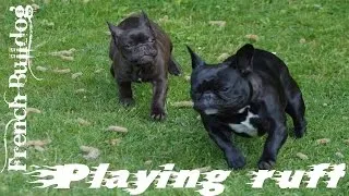 Thumbnail: French Bulldogs   Playing ruff