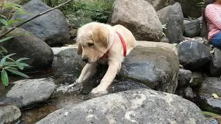 Thumbnail: Trying to stop a waterfall - Golden Retriever Puppy