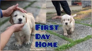 Thumbnail: First Day Home - Golden Retriever Puppy