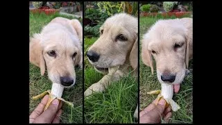 Thumbnail: Love for Banana - Golden Retriever Puppy