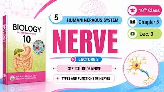 Thumbnail: Nerve | Structure and Types | Class 10th Biology | Chapter 5 Coordination