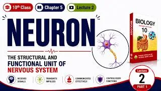 Thumbnail: Neuron | Structure and Types | Class 10th Biology | Chapter 5 Coordination