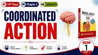 Thumbnail: COORDINATION | Coordinated Action | Class 10th Biology | Chapter 5 Coordination