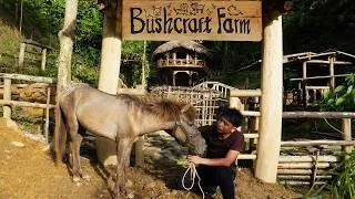 Thumbnail: Welcoming a New Member to the Farm | Finishing the Horse Stable Frame & Setting Traps