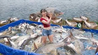 Thumbnail: TIMELAPSE --432 Days Of Harvesting Fish From The Pond And Selling Them At The Local Market