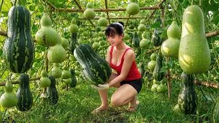 Thumbnail: TIMELAPSE --221 Days Harvesting Of Winter Melon And Calabash Gourd To Sell At The Country Market