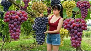 Thumbnail: TIMELAPSE --268 Days Of Harvest Bunches Of Ripe, Juicy Grapes Ready For Sale At The Country Market