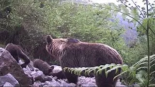 Thumbnail: Imágenes de animales silvestres. Ciervos, Jabalíes, Osos.