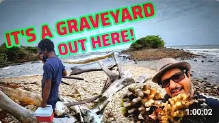 Thumbnail: Dead & washed ashore by the millions , very sad😢.