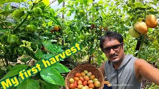 Thumbnail: Unbelievable harvest & only spent $3.00 tt for 3 tomato plants .