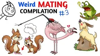 Thumbnail: Weird Mating Rituals In Animal Kingdom Compilation - Part 3 