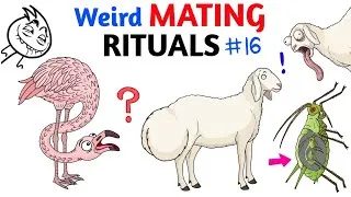 Thumbnail: Worst Mating Rituals In Animal Kingdom - Part 16