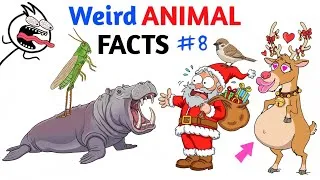 Thumbnail: Weird Animal Facts You Never Knew - Part 8