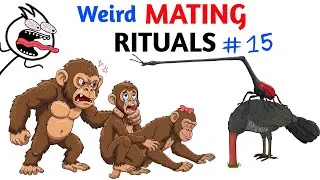 Thumbnail: Worst Mating Rituals In Animal Kingdom - Part 15