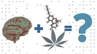 Thumbnail: Your Brain and THC
