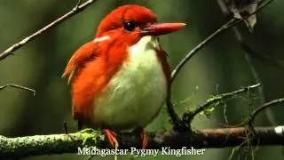 Thumbnail: Beautiful Birds 3, The Star of the County Down - HD 1080p