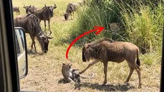 Thumbnail: Mother Leopard's Strategy Looks Like Instinct, But It's Pure Intelligence