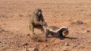 Thumbnail: Baboon Robs Honey Badger Of His Hard Earned Meal