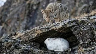Thumbnail: A 200 IQ Hare Humiliates A Starving Coyote