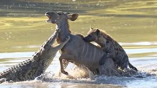 Thumbnail: Kudo Escapes The Most Impossible Hunt to Escape