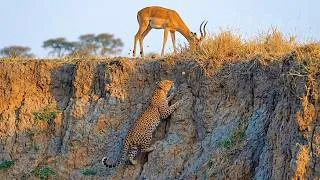 Thumbnail: Genius Leopard Use Perfectly Silent Stealth Right Near The Edge