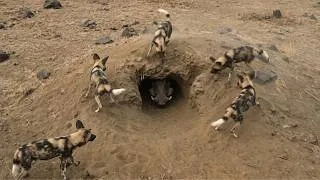 Thumbnail: An Entire Pack Surrounds This Burrow but Nobody Dares Go In