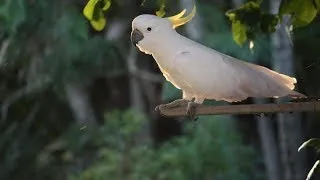 Thumbnail: Australia land of parrots 2008