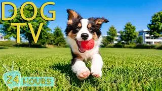 Thumbnail: DOG TV: Best Videos to Keep Dogs Entertained All Day & Boredom-Free - Calming Music for Dogs