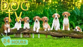 Thumbnail: DOG TV: Videos Keep Your Dogs Entertain All Day When Home Alone - Relaxing Music for Dogs