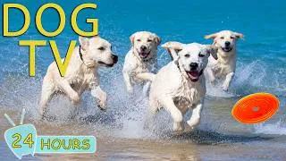 Thumbnail: DOG TV: Best Videos for Dogs to Watch All Day - Anti-Anxiety Music for Dogs