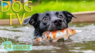 Thumbnail: DOG TV: Best Anti-Anxiety Videos to Help Dogs Relax - Entertain Music for Dogs
