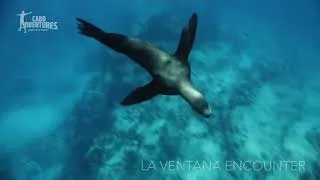Thumbnail: Orca Encounters & Baja’s Ocean Giants — Isla Cerralvo Ocean Safari