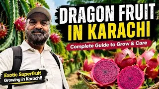 Thumbnail: Dragon Fruit in Karachi 🌵🐉 | How to Grow Dragon Fruit in Karachi | Complete Growing & Care Guide