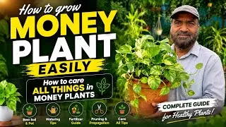 Thumbnail: How to Grow Money Plant Easily 🌿 | Complete Money Plant Care Guide | Watering, & Propagation