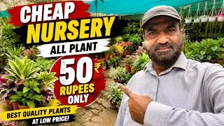 Thumbnail: CHEAP NURSERY 🌿 All Plants Only Rs. 50! | Best Plants at Lowest Price