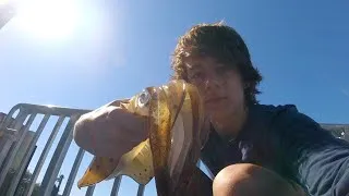 Thumbnail: SQUID, BREAM and STINGRAY - Catch n Cook - Fishing with DYLAN!