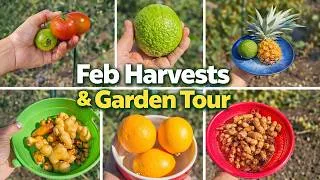 Thumbnail: California Garden February 2026 Tour | Harvests, Chili Plants & GreenStalk