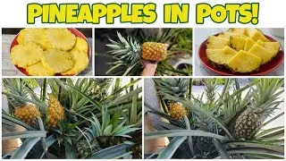 Thumbnail: Growing Pineapples in Pots Is Easier Than You Think 🍍 (SoCal Garden)