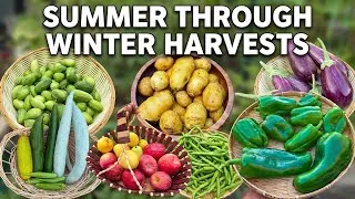 Thumbnail: Southern California Garden Update: Late Summer–Winter Harvests + Winter Garden Tour