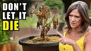 Thumbnail: Is the Heat Killing Your Garden?  Do This Instead