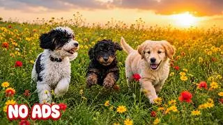 Thumbnail: 12 Hours of Dog TV for Dog to Watch🐶Videos Entertain All Day & Relax Music for Dogs a Alone