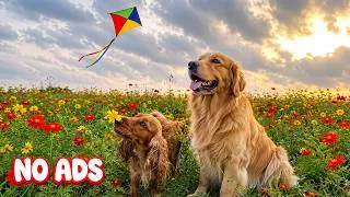 Thumbnail: 12 Hours of Calming Music for Dogs🐶Entertain & Relax for Dogs to Watch💖Sleep Music for Dogs