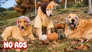 Thumbnail: 12 Hours of Dog TV for Dogs to Watch🐶Gentle Music to Reduce Stress & Heal💖Best Relax Music for Sleep