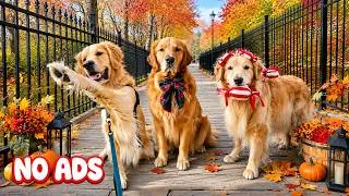 Thumbnail: 12 Hours of Calming Music for Dogs🐶 Separation Anxiety & Entertained All Day💖Soothing Music for Dogs
