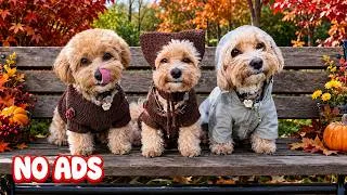 Thumbnail: 12 Hours of Dog TV for Dogs to Watch🐶Best Video Anti-Anxiety for Dogs🍂Relaxing Music for Dogs