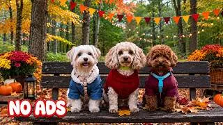 Thumbnail: 12 Hours of Calming Music for Dogs🐶Video Entertain & Anti-Anxiety for Dogs to Watch When Alone